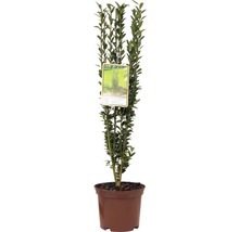 Buxus suplu cultivat în ghiveci