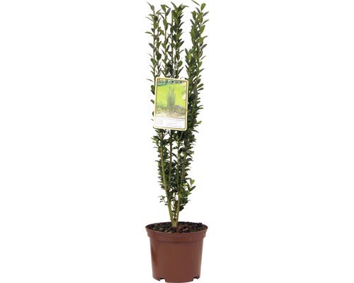 Buxus suplu cultivat în ghiveci