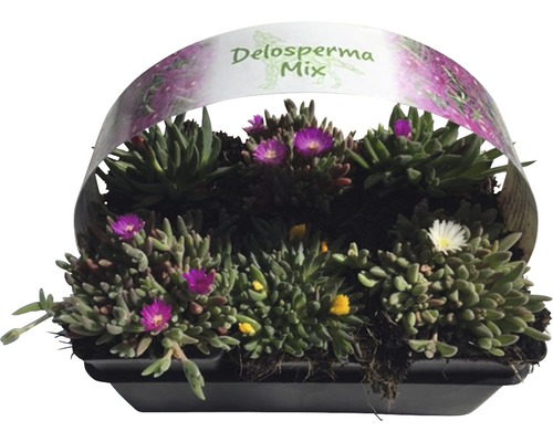 Delosperma Mix în jardiniere