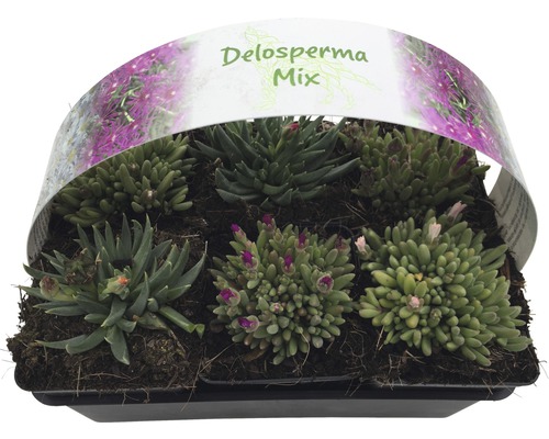 Delosperma Mix într-un ghiveci negru