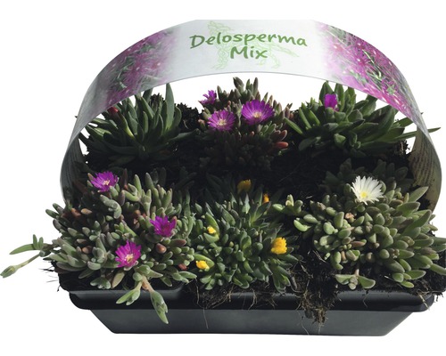 Delosperma Mix în jardinieră cu diverse culori de flori