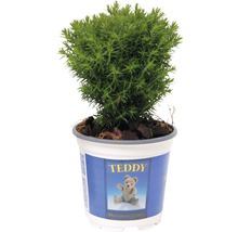 Thuja Occidentalis Teddy, container 1,5 L, H 15-20 cm-thumb-0