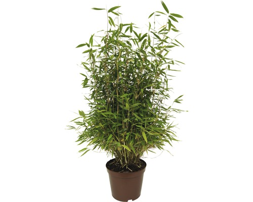 Plantă de bambus în ghiveci