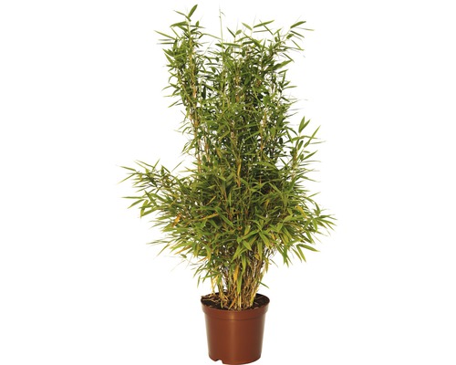 Plantă de bambus în ghiveci