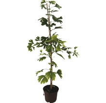 Ginkgo biloba în ghiveci cu suport