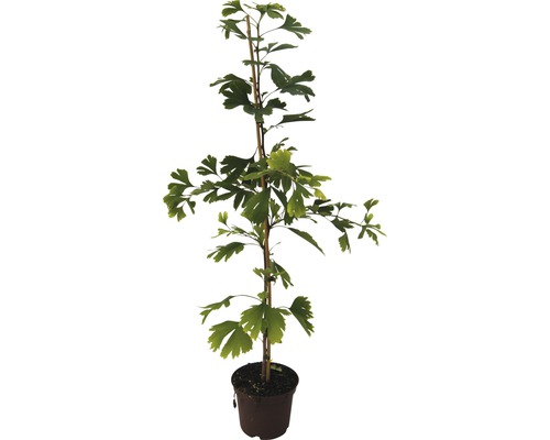 Ginkgo biloba în ghiveci cu suport
