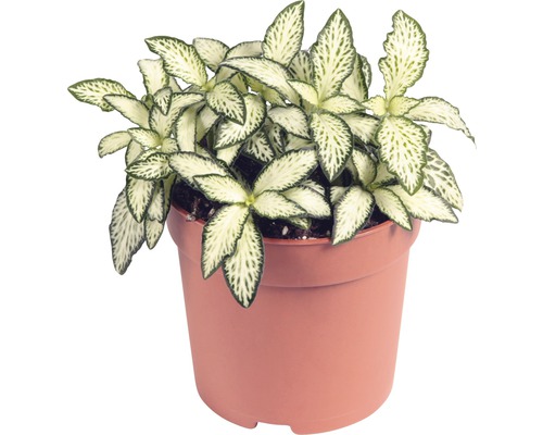 Planta cu piele de șarpe mix FloraSelf Fittonia verschaffeltii 'Mosaic' H 10-15 cm ghiveci Ø 7