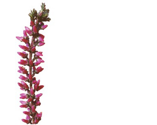 Iarba neagră cu flori