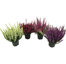 Plante de heather în diferite nuanțe în ghiveci