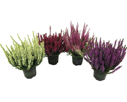 Plante de heather în diferite nuanțe în ghiveci