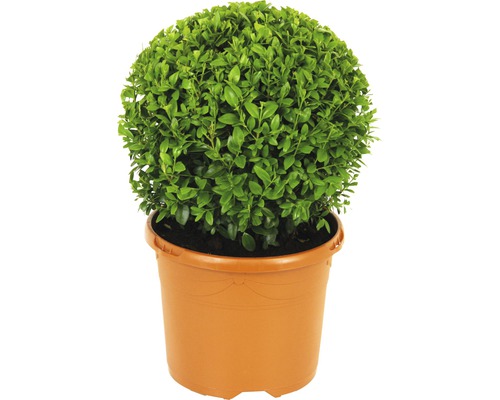 Buxus sub formă de sferă în ghiveci