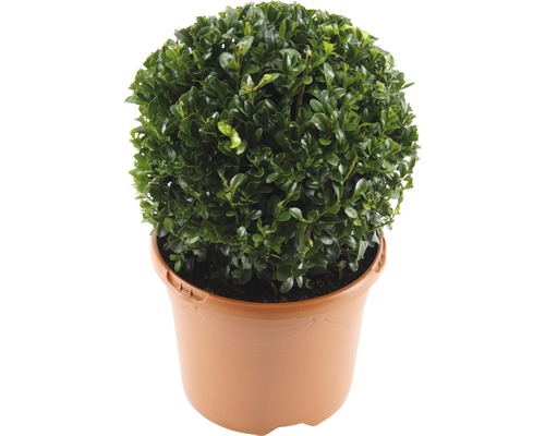 Buxus Sempervirens rotund/ Cimisir sub forma de bila, H 20-25 cm, Co 3 L