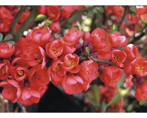 Gutui Japonez FloraSelf Chaenomeles superba 'Pink Lady' H 50-60 cm Co 5 L Prim-plan cu flori de gutui japonez pe o ramură