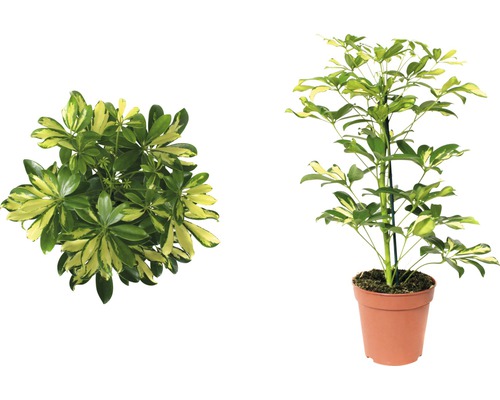 Arborele umbrelă FloraSelf Schefflera arboricola 'Gerda' H 45-55 cm ghiveci Ø 13 cm