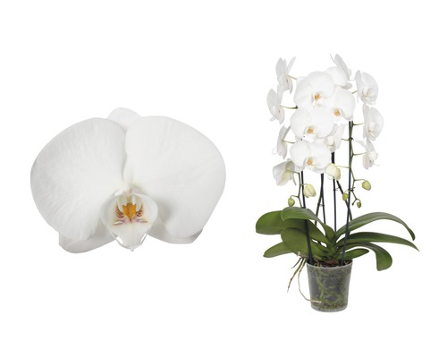 Orhidee fluture FloraSelf Phalaenopsis Hybride H 55-70 cm ghiveci Ø 12 cm, 2 tije albă