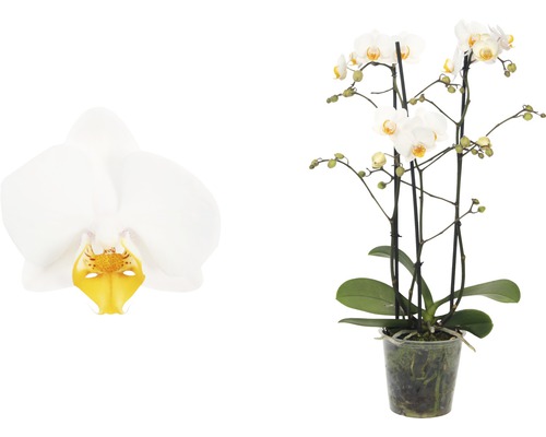 Orhidee fluture FloraSelf Phalaenopsis Hybride H 45-55 cm ghiveci Ø 12 cm, 3 tije albă