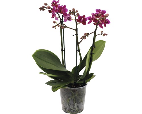 Orhidee fluture FloraSelf Phalaenopsis Hybride H 45-55 cm ghiveci Ø 12 cm, 3 tije violet