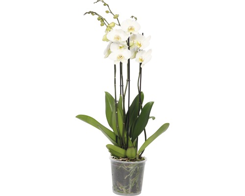 Orhidee fluture FloraSelf Phalaenopsis Hybride H 70-80 cm ghiveci Ø 17 cm, 4 tije