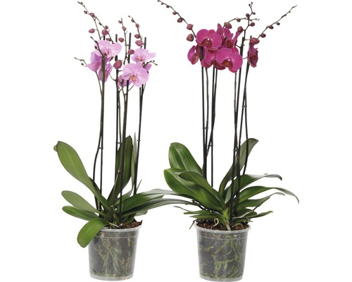 Orhidee fluture FloraSelf Phalaenopsis Hybride H 70-80 cm Ø 17 cm, 4 tije diferite culori buc