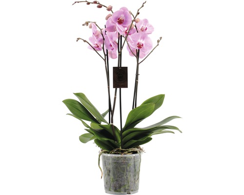 Orhidee fluture FloraSelf Phalaenopsis Hybride H 70-80 cm Ø 17 cm, 4 tije diferite culori