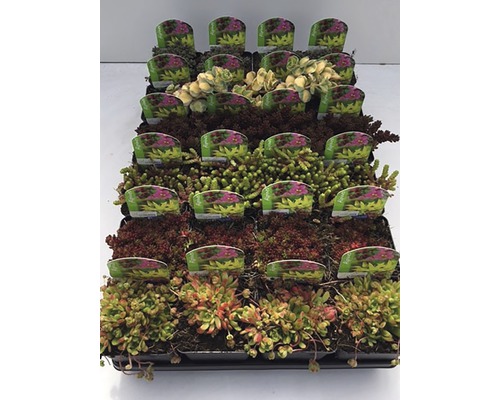 FloraSelf Plante perene rocărie mix ghiveci Ø 7 cm FloraSelf Plante perene rocărie mix ghiveci Ø 7 cm