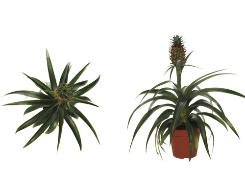 Planta ornamentală de ananas în ghiveci, două vederi