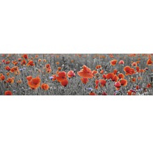 Câmp de maci cu flori roșii