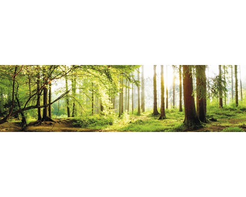 Scenă de pădure cu copaci și lumină solară