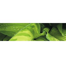 Prim-plan cu frunze de hosta cu picături de apă