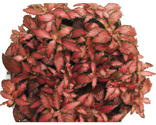 Planta cu piele de șarpe FloraSelf Fittonia verschaffeltii 'Forest Flame' H 15-20 cm ghiveci Ø 12 cm