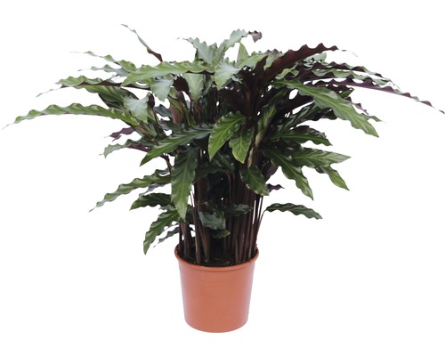 Planta care se roagă FloraSelf Calathea rufibarda 'Elger Grass' H 40-60 cm ghiveci Ø 14 cm