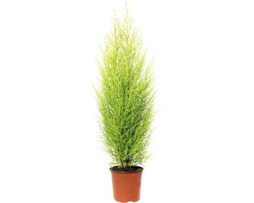 Conifer FloraSelf Cupressus macrocarpa ‘Goldcrest Wilma’ H 65-80 cm ghiveci Ø 14 cm