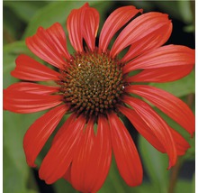 Prim-plan cu o singură floare roșie de echinacea.