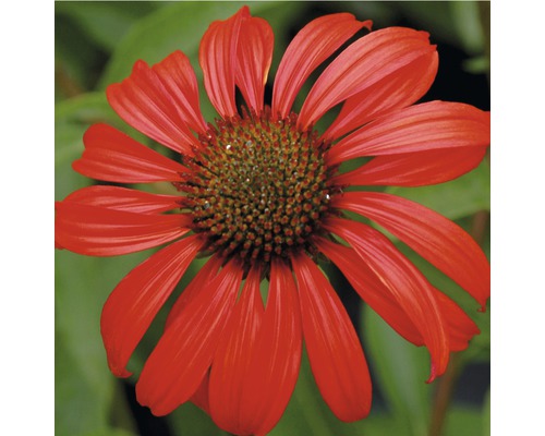 Prim-plan cu o singură floare roșie de echinacea.