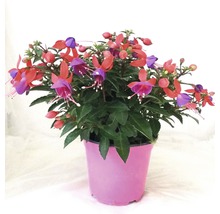 Fuchsia în ghiveci cu flori roșii și violet