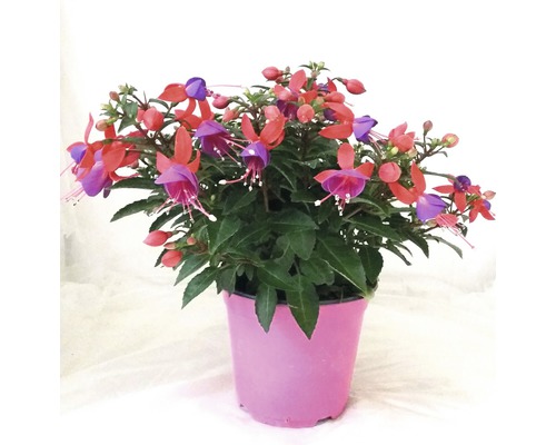 Cerceluș FloraSelf Fuchsia-Cultivars ghiveci Ø 14 cm