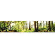 Peisaj de pădure cu copaci și lumină solară