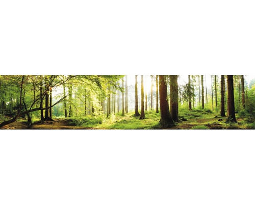 Peisaj de pădure cu copaci și lumină solară