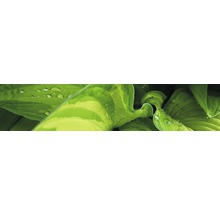 Prim-plan cu frunze de Hosta cu picături de apă