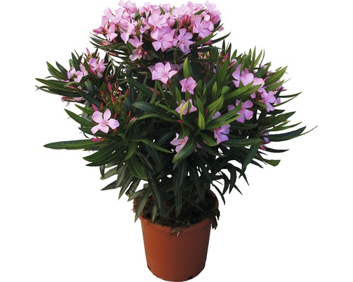 Leandru FloraSelf Nerum oleander H 55-65 cm ghiveci Ø 25 cm