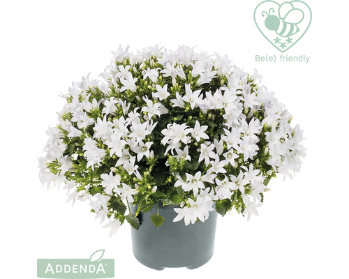 Clopoțel FloraSelf Campanula addenda 'White Star' ghiveci Ø 12 cm-0