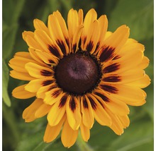 Prim-plan al unei flori de Rudbeckia