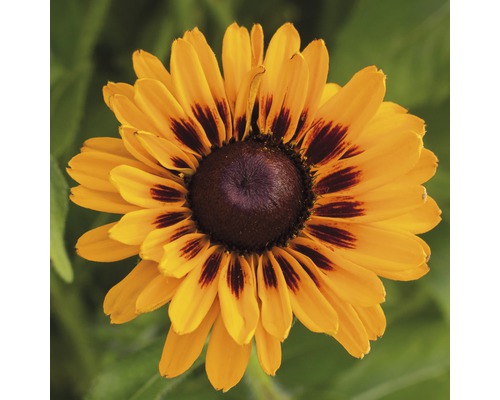 Prim-plan al unei flori de Rudbeckia