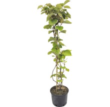 Arbust fructifer Kiwi FloraSelf Actinidia chinensis 'Skylet ' H 100-150 cm Co 7,5 L-thumb-0