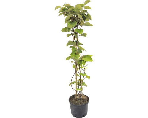 Arbust fructifer Kiwi FloraSelf Actinidia chinensis 'Skylet ' H 100-150 cm Co 7,5 L
