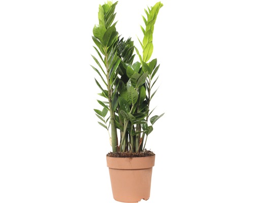 Planta ZZ FloraSelf Zamioculcas zamiifolia H 60-80 cm ghiveci Ø 17