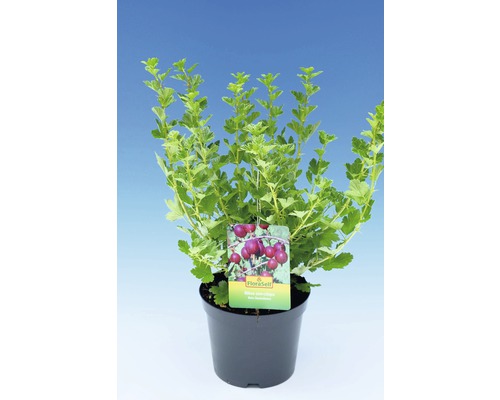 Agriș în ghiveci cu etichetă