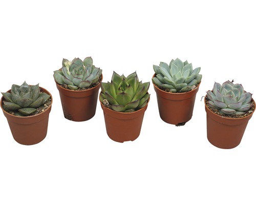 Cinci suculente în ghivece