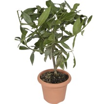 Dafin FloraSelf Laurus nobilis H 10-20 cm Co 1 L