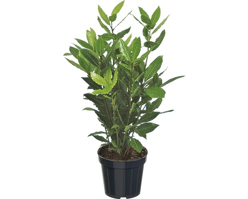 Dafin FloraSelf Laurus nobilis H 10-20 cm Co 1 L